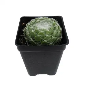 Cobweb Hens & Chicks - Houseplant/Terrarium/Fairy Garden - 2.5" Pot