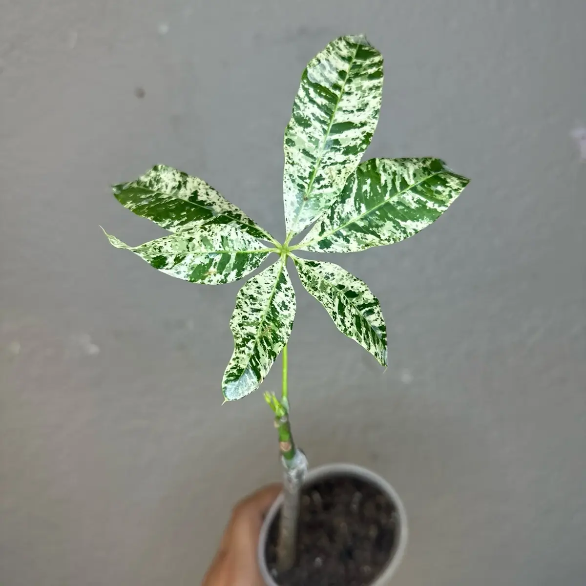 Variegated money tree indoor plants.