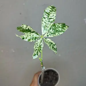 Variegated money tree indoor plants.
