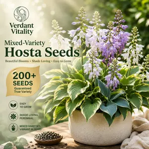 【B2G1 FREE】200 Pcs Premium Perennial Hosta Flower Seeds - Shade-Loving, Low-Maintenance Plants for Garden Walkways, Flowerbeds, Perennial Flower Seeds