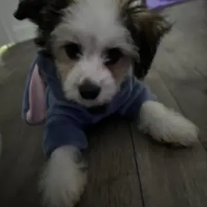Dog Winter Coat, Thickened Warm Fun Outdoors Pet Clothing for Autumn & Winter, Party Animal Flannel Costume Outfit for Small Dogs Like Teddy Bichon Pomeranian
