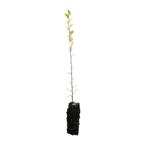 Chinese Elm | Medium Tree Seedling