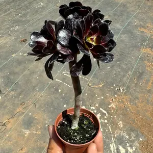 Aeonium Black Rose Tree Form 2 inch pot