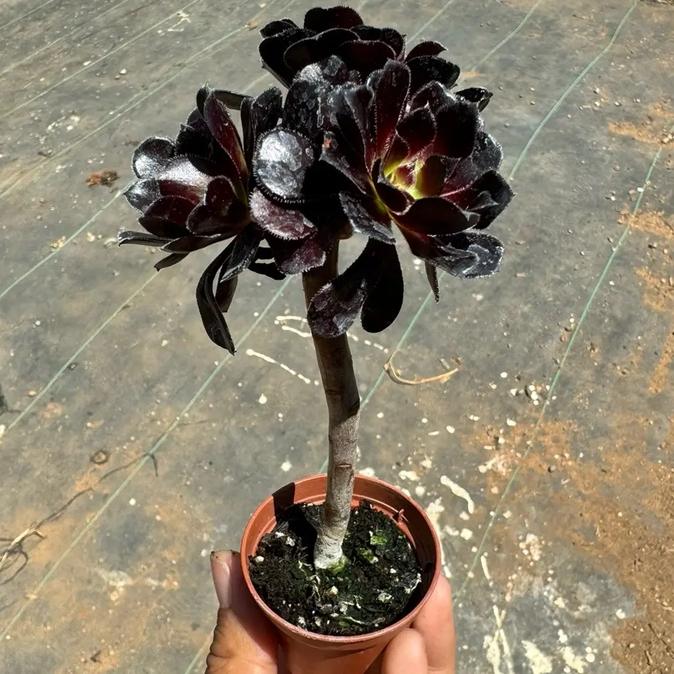 ficus plants for sale Ficus triangularis for Sale