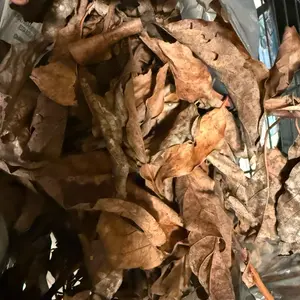 Fèy Zaboka Sèch/Dried Avocado Leaf