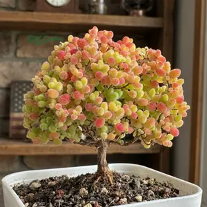 Drosanthemum Sugar Ball pink purple flowers arrangement bonsai tree live succulents plant