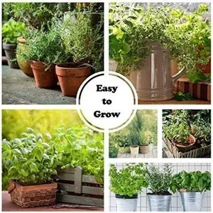 Herb Lover's Garden Variety 10 Variety Pack of Seeds by Isla’s Garden Seeds, Includes Basil, Oregano, Dill, Sage, and More, Perfect for Fresh, Aromatic Herbs for Cooking, Teas, and Thriving Home Gardens