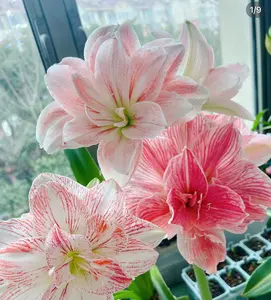 Dancing Queen 2 Amaryllis Bulbs - 4 Season Plant, Spring Season, Bag Included