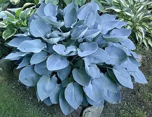 Hosta Seeds – 100 Blue with Metallic Shine Hosta Plants, Medium to Large Size Perennials, for Shade Gardens, Borders & Landscaping