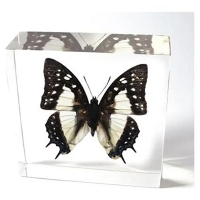 212 MAIN Acrylic Paperweight - Real Common Nawab Insect, Transparent Flower & Leaf Motif Decor for Office & Commercial Furniture