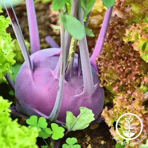 Kohlrabi Seeds - Purple Vienna