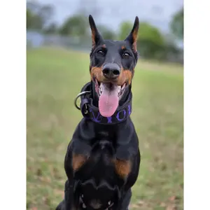 2” Custom Name Agitation Collar