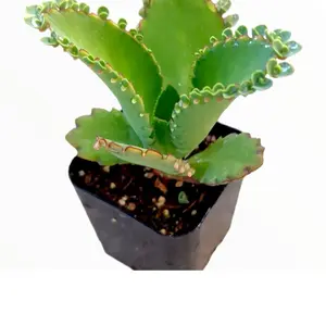 Kalanchoe daigremontiana 'Mother of Thousands' 2 Inch Succulent with Pot & Soil Low-Maintenance Crassulaceae Family from Madagascar Ideal for 6 Hours of Light Daily