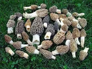 Morel Mushroom Spores in Sawdust Seed Grow Large Seed From WV makes 100 gals