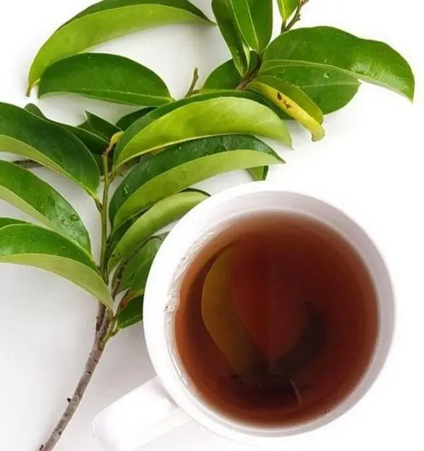 Soursop Leaf Tea – Nourishing Herbal Wellness Drink for Immune & Body Support By Remedy & Restore