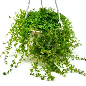 Pilea Depressa 4.5" in Hanging Basket - Live Trailing Plant for Indoor Decor, Perfect for Home or Office. Enhance Your Space with This Easy-Care, Lush Green Houseplant!