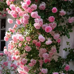 300 Pcs Rare Rose Flower Seeds,Suitable for Small Gardens, Patios, Balconies &Indoor Cultivation,Low-Maintenance OutdoorOrnamental Flowers, Top Choice for Horticulture