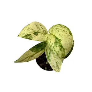 3” Scindapsus Halimoon