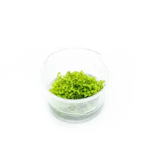 Riccia Fluitans Tissue Culture - Small Cup