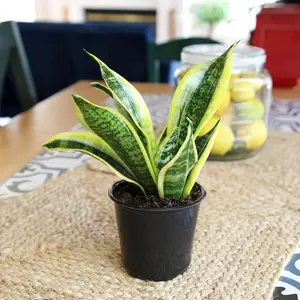 Live Snake Plant, Indoor and Outdoor Sansevieria Laurentii Plant, Easy Care Tropical Houseplant in Nursery Pot, Air Purifying Plant, Home Decor