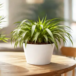 Spider Plant Hawaiian