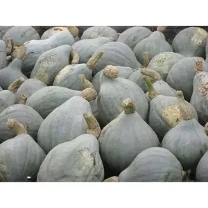 Blue Hubbard (Winter Squash) Seeds ,Fruit size: 15 to 30 pounds