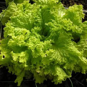 Organic Grand Rapids Lettuce Seeds (Lactuca sativa) – Fast-Growing, Crisp Leaves – Minimum: 150+ Seeds