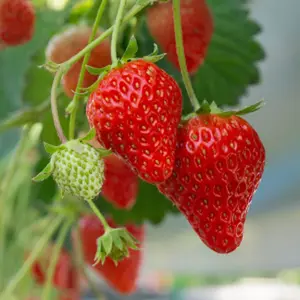 Earliglow June-Bearing Strawberry Plants | Early Variety | Sweet, Cold Hardy & Disease Resistant | Hand Picked Nursery