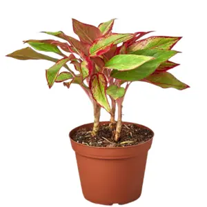 Red Siam Aglaonema