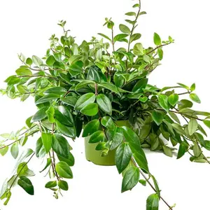 6" Mona Lisa Lipstick Plant, Pet Friendly Live Houseplant, Indoor Plant