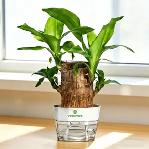 Brazilian Lucky Wood Hydroponic Plant Symbol of Luck Prosperity Easy to Grow Indoors Ceramic Tray Included Enhances Humidity Home Decor Pots Ornaments