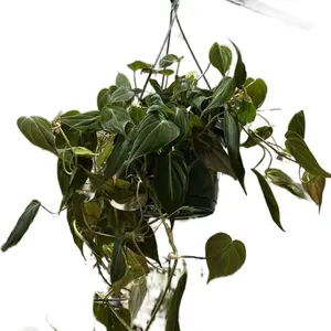 Philodendron Micans 8” Potted Live Plant - Velvet Leaf Philodendron - Rare Exotic Houseplant - Iridescent Foliage - Deep Green, Burgundy, & Copper - Tropical Gift - Unique Indoor Plant - Trailing Vine - Heart Shaped Leaves - Vining Greenery