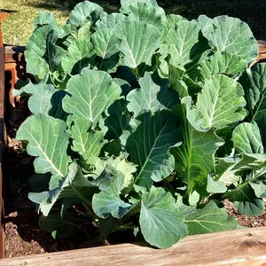 Collard Green Georgia Southern or Giant Seeds 2 Pack x 2000 Seeds Heirloom Variety Home Gardening Fresh Harvest