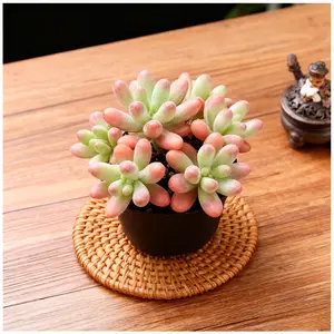 2Inch Sedum pachyphyllum 'Blue Jelly Bean' Live Plant - Unique Blue Jelly Bean Foliage with Red Edges Fast Growing