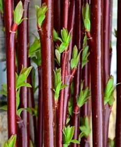 Continental Purple Willow Bush Cutting to Grow -Vibrant Purple Bark