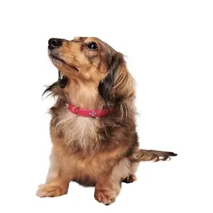 STAR PET COLLAR - HOT PINK STAR PET COLLAR - HOT PINK