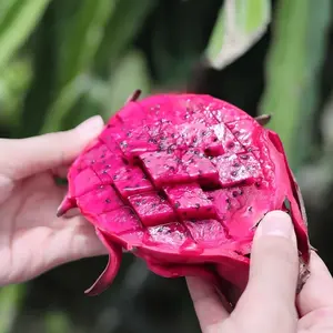 Dragon fruit seedlings, hard seeds, suitable for balconies and gardens, easy to grow, strong plants, living fruit trees