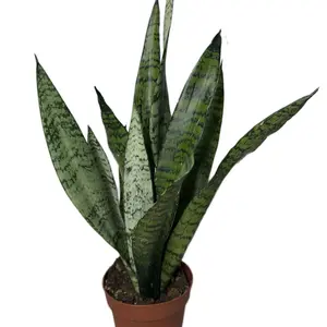 4”  Sanseveria Zeylanica | Snake Plant
