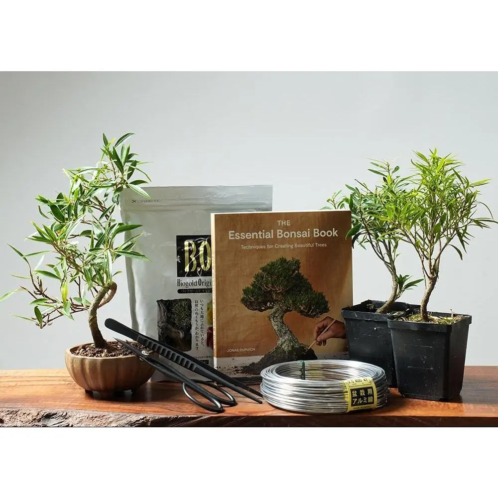 Ficus Bonsai Tree Gift Set for Hobbyists