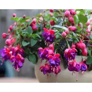 Fuchsia  Plants - Dark Eyes