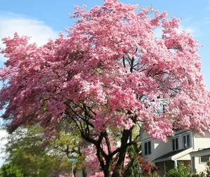 Set 2 Pink Dogwood Tree Plant Live - Pink Flowering Dogwood Tree for Planting Outdoors - 6 to 12 Inc Tall in 2.5 Inc Pot - No Ship To AK, HI and P.R.