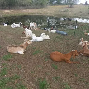 TJ Organic Goat Fertilizer - High Quality Fresh Goat Poo for Gardens and Flower Beds Fragrant Jasmine Mixed-Color Climbing