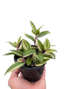 Tradescantia 'Tricolor'
