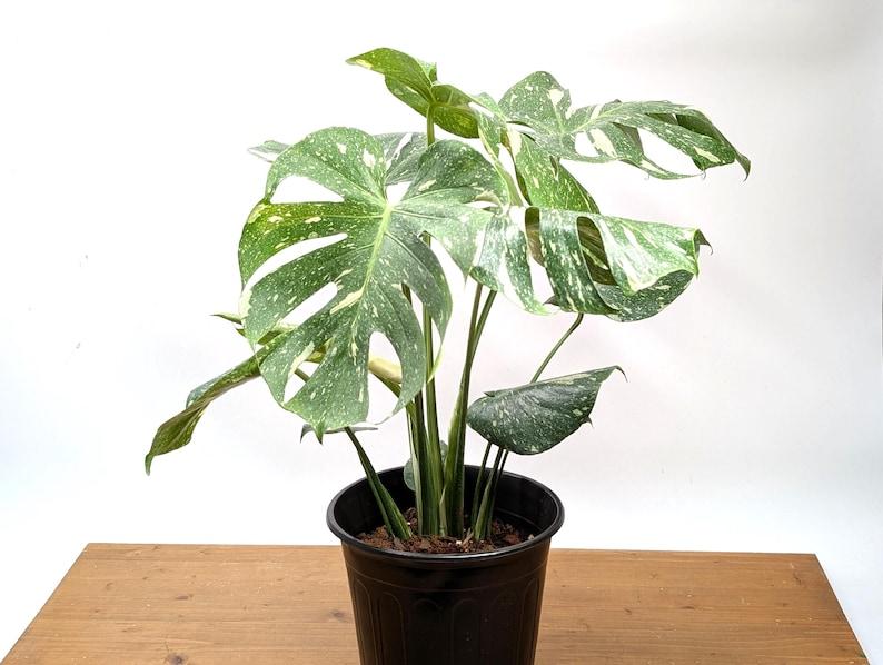 Monstera Thai Constellation - 4 inch, 6 inch, 8 inch Pots Live Tropical Aroid Plant - Perfect Houseplant Gift