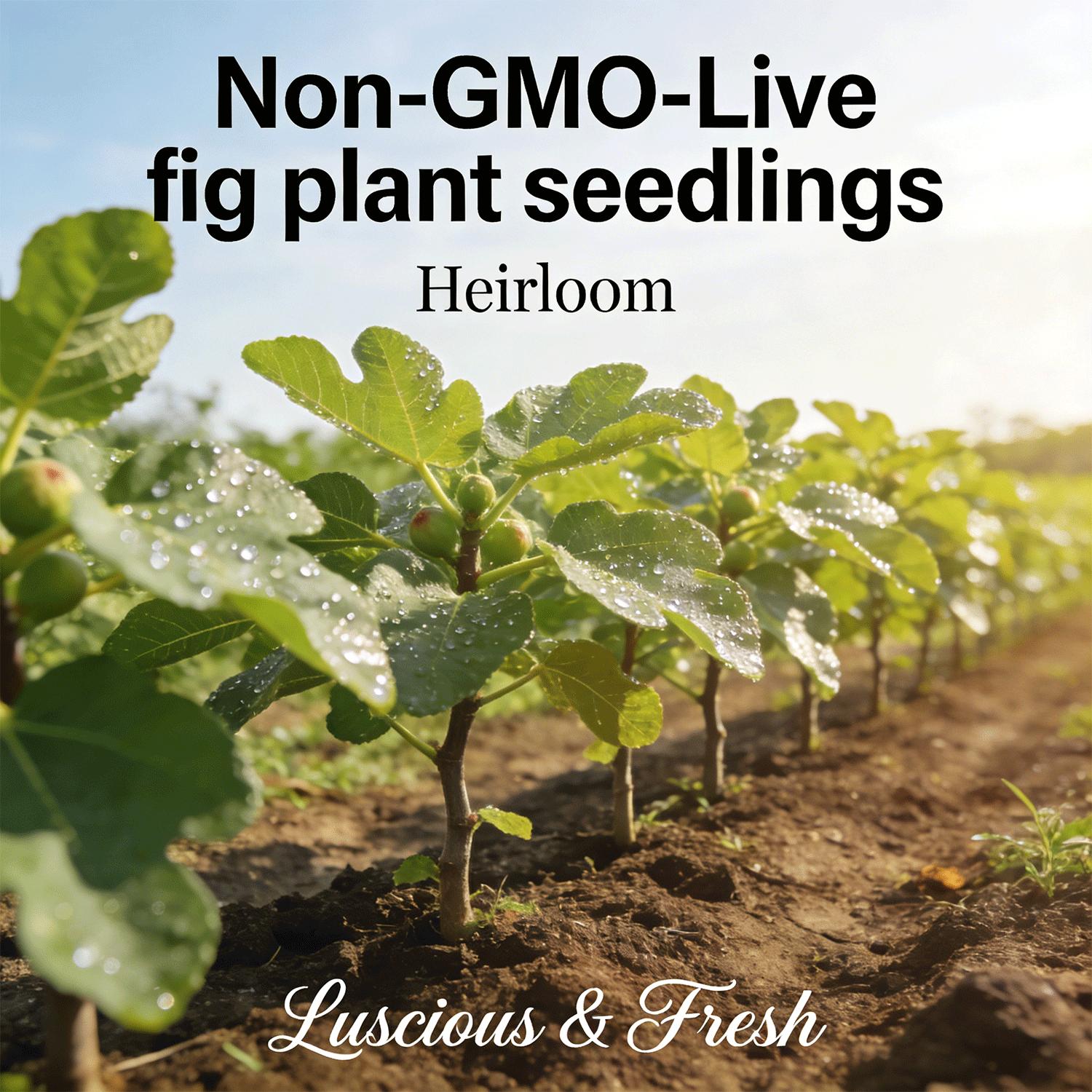Heirloom Non-GMO Fig Tree Live Plant Seedling – Fast Growing Perennial, Perfect for Outdoor Garden, Patio, Container & Yard, Simple to Grow, Ideal for Beginners & Home Orchard Heirloom Non-GMO Fig Tree Live Plant Seedling – Fast Growing Perennial, Perfect for Outdoor Garden, Patio, Container & Yard, Simple to Grow, Ideal for Beginners & Home Orchard