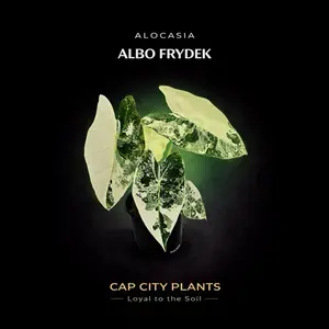 Alocasia Frydek Albo TC 5 Pack