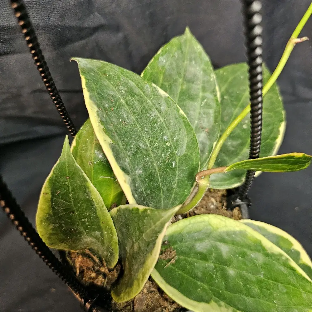 Macrophylla Hoya Live Indoor Plant, 4-in Hanging Basket, Easy-to-Care Beginner Houseplant, 4 Inches, Beginner Plant