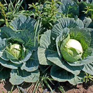 Brunswick Cabbage Organic Seeds (Brassica oleracea) – Cold-hardy heirloom variety with dense, flat heads. Excellent for storage and sauerkraut.