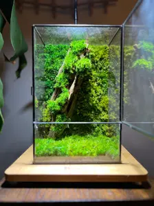 Terrariumazing Driftwood S Terrarium with Unique Glass Casing and Preserved Moss Decoration