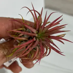 Tillandsia Ionantha Air Plant 🪴